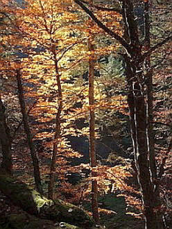 Le silence d'automne invite à l'intériorité et à méditer la mort comme horizon.